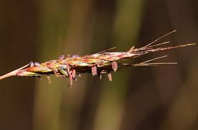 Image result for Hyparrhenia rufa