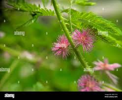 Image result for Mimosa diplotricha