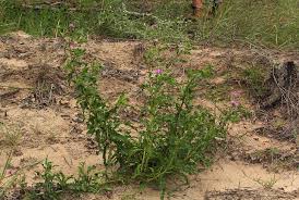 Image result for Erlangea