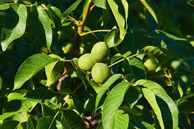 Check spelling or type a new query. Fruit Trees Fruit Tree With Large Leaves