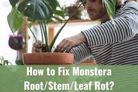 Check spelling or type a new query. How To Fix Monstera Root Stem Leaf Rot Ready To Diy
