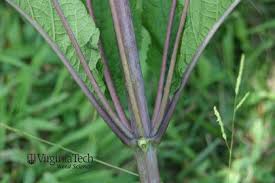 Image result for Hypolytrum pynaertii