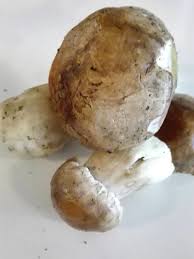 Tutto quello che bisogna fare è solo che prendere i funghi a. Pulizia E Conservazione Dei Funghi Porcini Freschi