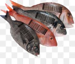 Apakah anda mencari gambar transparan logo, kaligrafi, siluet di ikan nila, ikan, makanan? Ikan Nila Merah Unduh Gratis Ikan Nila Ikan Mujair Oreochromis Aureus Nile Perch Ikan Gambar Png