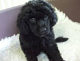 Black And White Standard Poodle Puppies For Sale Standard Poodle Puppy In 2020 Poodle Puppy Standard Poodle Puppy Poodle Puppy Black