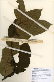 Image result for Funtumia africana