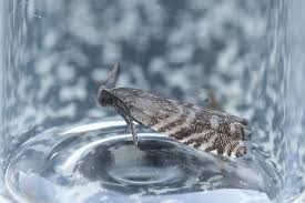 Image result for Cydia strobilella