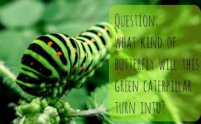 Green Caterpillar Identification Guide 18 Common Types Caterpillar Butterfly Garden Plants Green