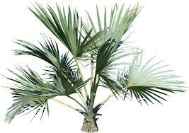 Palm Tree Png Image Plant Pictures Palm Tree Png Tropical Tree