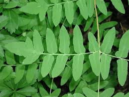 Image result for Osmundaceae