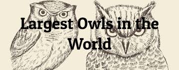 5 Largest Owls In The World Largest Org