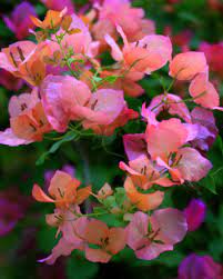 Pin On Garden