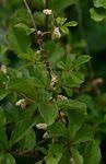 Image result for Dioscorea quartiniana