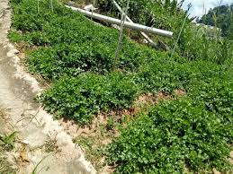 Dekat sini anda boleh petik sendiri buah strawberry atau beli dah. Datang Sini Kalau Nak Petik Anggur Manis Ladang Tersembunyi Di Cameron Highlands Mingguan Wanita