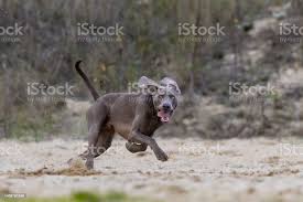 Image result for výmarský krátkosrstý ohař