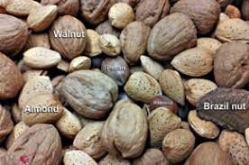 They're also used in various processed forms such as pastries, gruels, breads and flour and ice creams. Nut Fruit Wikipedia