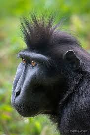Black Crested Macaque Durrell Wildlife Conservation Trust Monkey Species Wildlife Conservation Primates