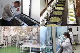オーケー 煎茶 １０００ １００ｇ オーケー株式会社