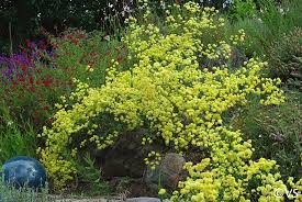 Image result for Eriosema nutans