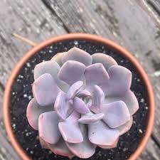 Image result for Hedbergia