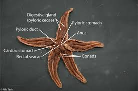 Sea Star Gastrovascular Anatomy Sea Star Rectal Stars