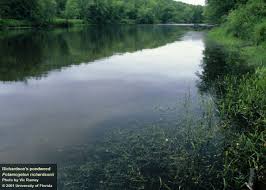 Image result for Potamogeton richardii