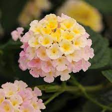 Lucky Lavender Lantana Lantana Lantana Flower Flowers