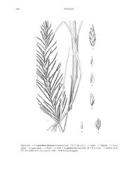 Image result for Lipocarpha chinensis