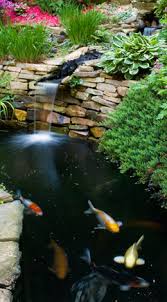 Then, have a pump and bottom drain installed in the pond, which will oxygenate the water and keep it clean. Common Pond Fish Illnesses How To Remedy Them Tetra