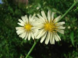 Image result for Lactuca indica