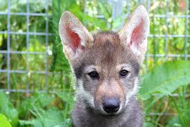 The annual cost or upkeep is often overlooked when determining. Wolf Puppies Online