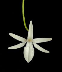 Image result for Jumellea