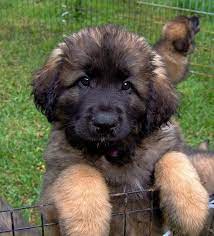 Bc Leonberger Puppies 2010 Leonberger Puppy Leonberger Dog Dogs