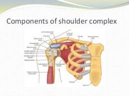 Biomechanics Of Shoulder Complex Biomechanics Shoulder Physiotherapy Student