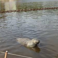 Zwei mal am tag gibt es eine seehundvorführung. Westkustenpark St Peter Ording Tiere Puppentheater Und Robbarium