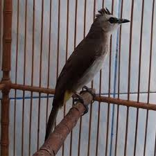 Selain memiliki kualitas suara yang keras, burung ini juga sering dijadikan sebagai isian untuk masteran beberapa burung kicau lainnya. Jual Burung Trucukan Jogjog Dewasa Jawatimur Di Lapak Wan Wan Shui Bukalapak