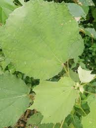 Image result for Triumfetta trichocarpa