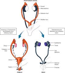 Image result for Sexual Development