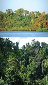 Tropical Rain Forest Andaman And Nicobar Islands Tropical Rainforest Rainforest