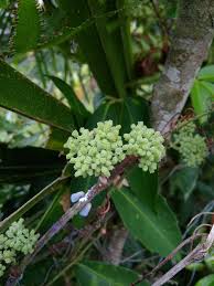Maybe you would like to learn more about one of these? Thorny Flowers Billingual English And Indonesia Languages Steemit