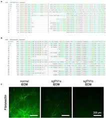 frontiers impact of fibronectin knockout on proliferation