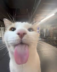 Cover art for NEI NI