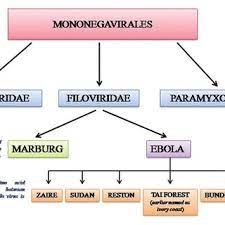 Zaire ebolavirus (zebov), bundibugyo ebolavirus. Pdf Ebola Virus A Global Public Health Menace A Narrative Review