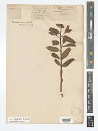 Image result for Euphorbia rubriflora