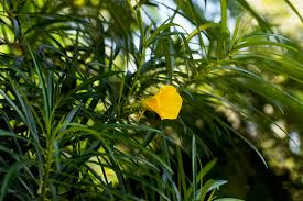 Image result for Cascabela thevetia