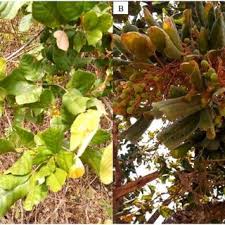 Image result for Lannea schimperi