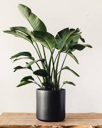 Image result for Strelitzia nicolai