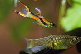 Ich biete ihnen exzellente junge, geschlechtsreife endler guppys unsere arten von dienstleistungen sind: Endler Guppy Poecilia Wingei Haltung Und Pflege Im Aquarium Zooplus