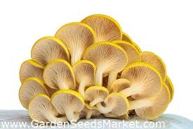 Check spelling or type a new query. Golden Oyster Mushroom Garden Seeds Market Free Shipping