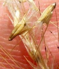 Image result for Dichanthium